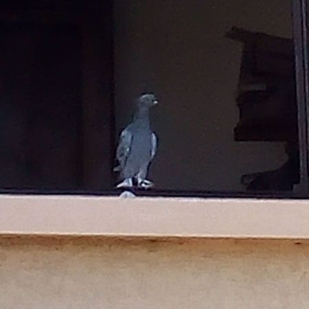 pigeon 2